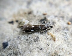 Leptocerus interruptus