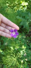 Geranium sylvaticum