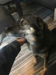 Canis familiaris