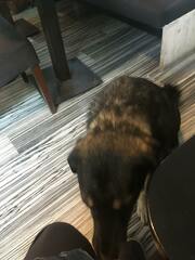 Canis familiaris
