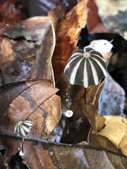 Marasmius griseoradiatus
