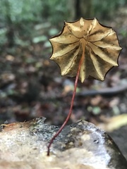 Marasmius griseoradiatus