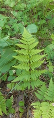 Dryopteris carthusiana