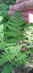 Dryopteris carthusiana