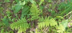 Dryopteris carthusiana