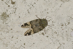 Platypleura assamensis