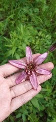 Lilium martagon pilosiusculum