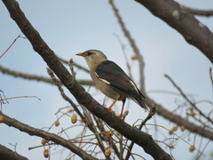Acridotheres leucocephalus