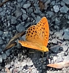 Argynnis paphia