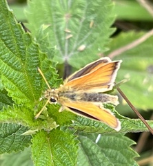 Thymelicus