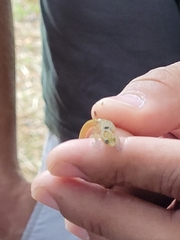 Sphaerodactylus grandisquamis