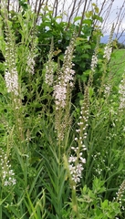 Lysimachia ephemerum