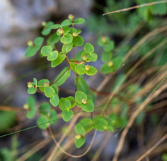 Euphorbia alpina