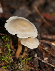 Entoloma albidosimulans