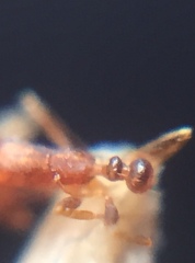 Monomorium sahlbergi