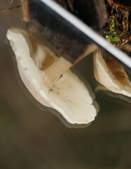 Entoloma albidosimulans