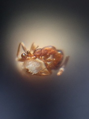 Monomorium sahlbergi