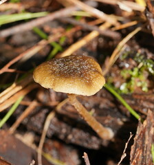 Simocybe phlebophora