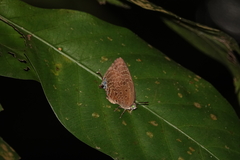 Arhopala silhetensis