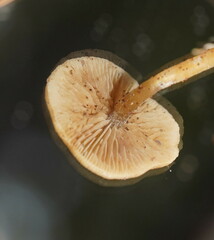 Simocybe phlebophora