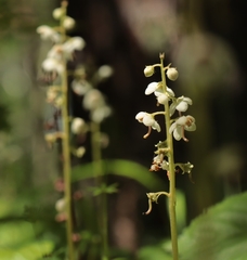 Pyrola rotundifolia