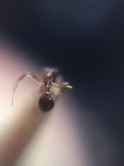 Cardiocondyla minutior