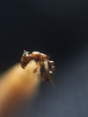 Cardiocondyla minutior