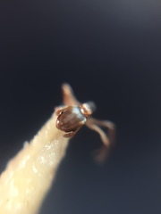 Cardiocondyla minutior