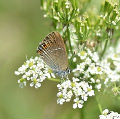 Satyrium acaciae