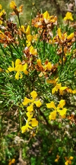 Genista radiata