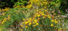Genista radiata
