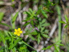 Potentilla flagellaris