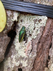 Chrysodema lewisii