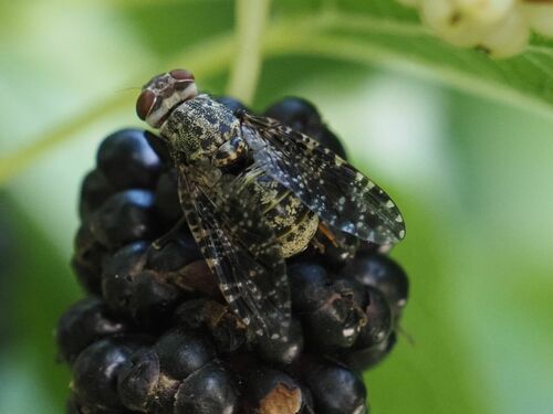 Platystoma lugubre