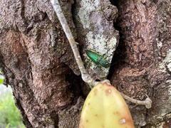 Chrysodema lewisii