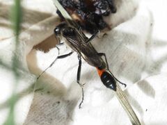 Ammophila