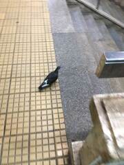 Columba livia domestica