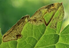 Agromyza nigrescens