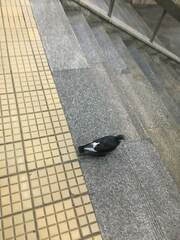 Columba livia domestica