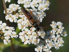Stenopterus flavicornis