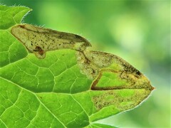 Agromyza nigrescens