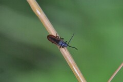 Omalisus fontisbellaquei