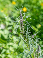 Leonurus glaucescens