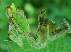 Agromyza nigrescens