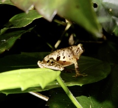 Raorchestes anili