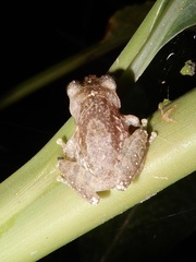 Raorchestes anili