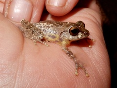 Raorchestes anili