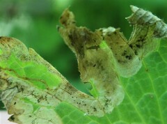 Agromyza nigrescens