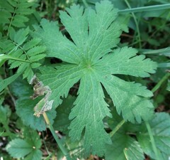 Agromyza nigrescens