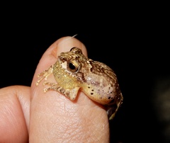 Raorchestes anili